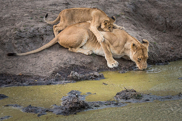 Lion With Cub in Kruger National Park, South Africa