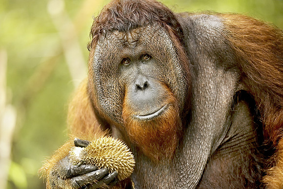 Alpha Male Orangutan in Borneo