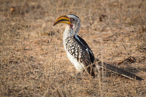 South Africa