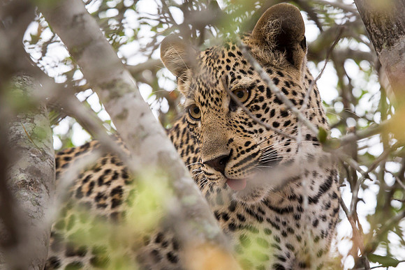 Leopard Cub in Kruger National Park,  South Africa