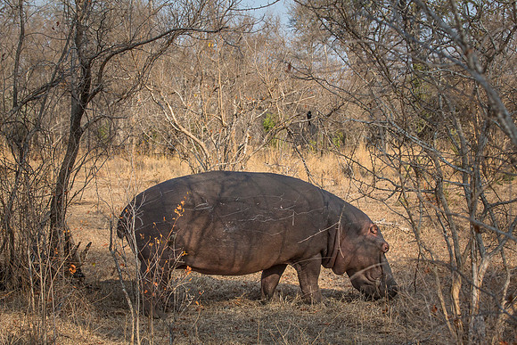 South Africa