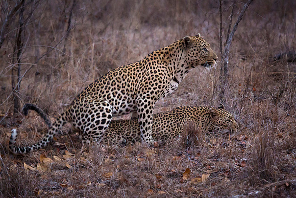 Leopards Mating in Kruger National Park, South Africa