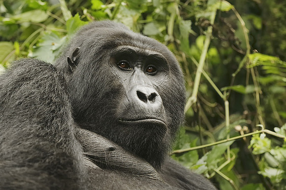 Silverback In Bwindi Impenetrable National Park, Uganda