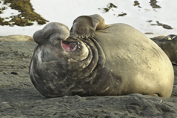Southern Elephant Seal Yawning, Island of South Georgia