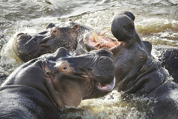 Hippopotamuses Tussle In River, Maasai Mara National Reserve, Kenya