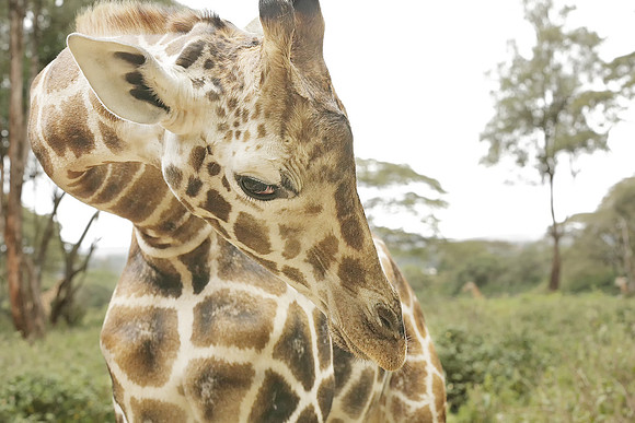 Saving The Rothschild's Giraffe, Kenya