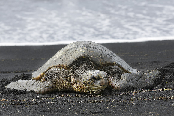 Green Turtle On Black Sand Beach, Hawaii, USA