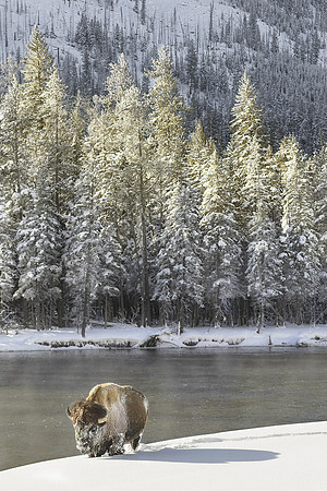 Buffalo In Winter In Yellowstone National Park, Wyomming, USA