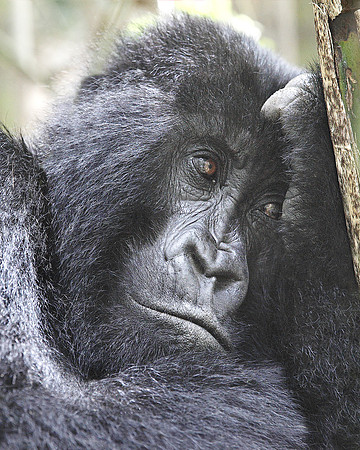 Gorilla Pondering In Volcanoes National Park, Rwanda
