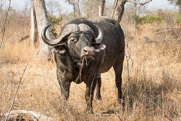 South Africa