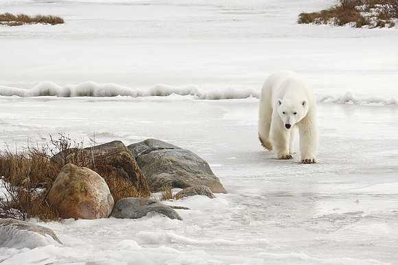 Polar Bear On West Shore Of Hudson Bay, Manitoba, Canada