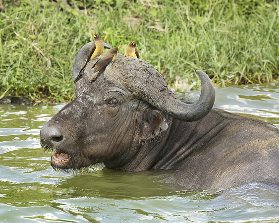 Yellow-Billed Oxpeckers On Cape Buffalo, Uganda