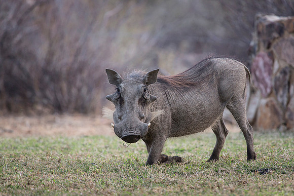 South Africa