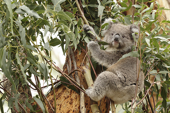 Koala Bear In Eucalyptus Tree, Phillip Island, Australia