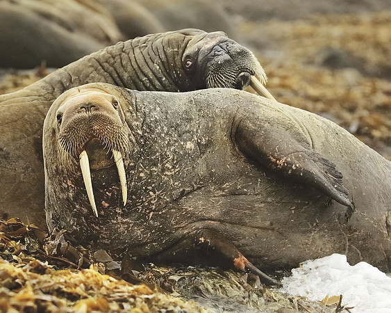Walruses In Svalbard