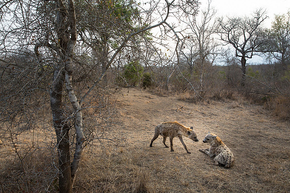 Hyenas in Kruger National Park, South Africa