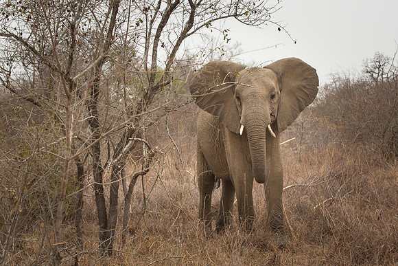South Africa