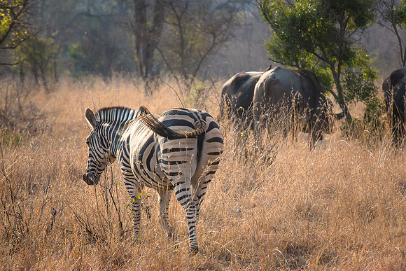 South Africa