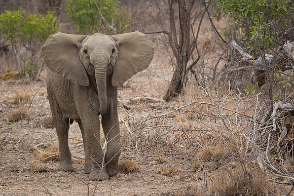 South Africa