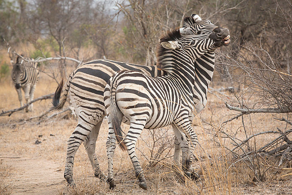 South Africa
