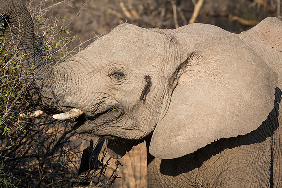 South Africa