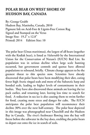 Polar Bear On West Shore Of Hudson Bay, Manitoba, Canada