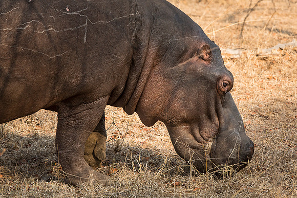 South Africa