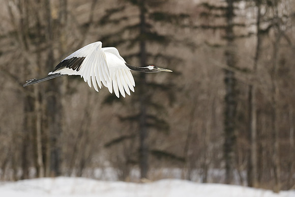 Red-Crowned Crane In Flight, Hokkaido, Japan