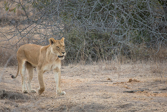 South Africa