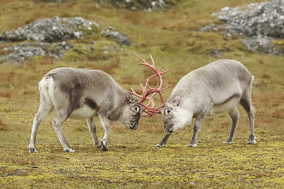 Svalbard Reindeer Sparring