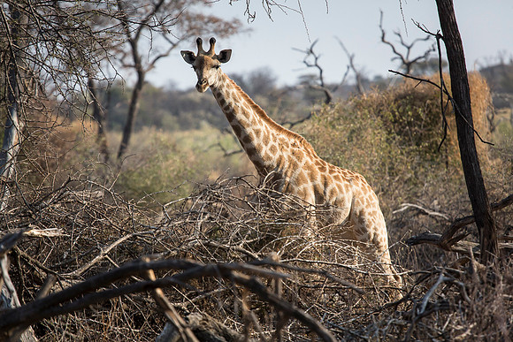 South Africa