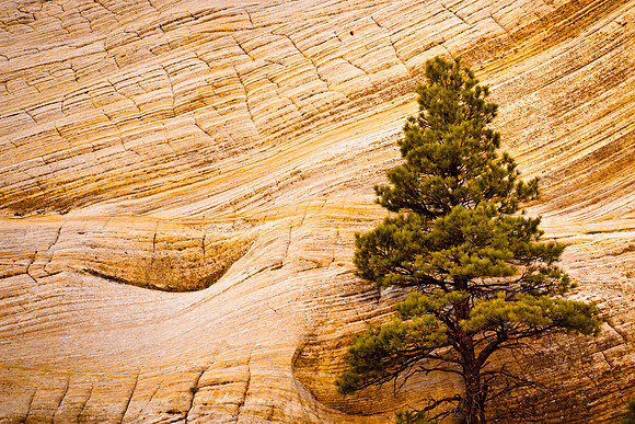 Tree at Zion Park
