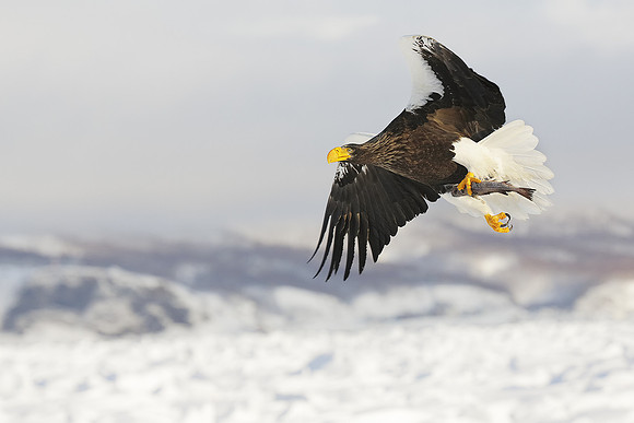 Steller's Sea Eagle In Flight With Fish, Hokkaido, Japan