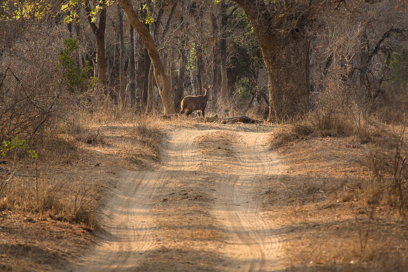 South Africa