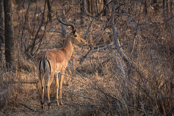 South Africa