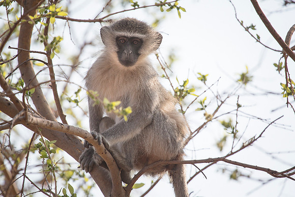South Africa