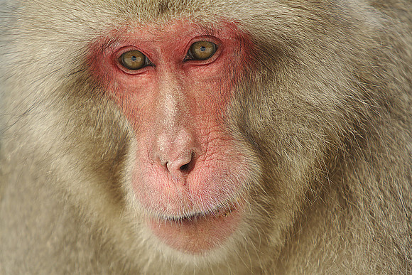Japanese Macaque in Jigokudani Snow Monkey Park, Japan