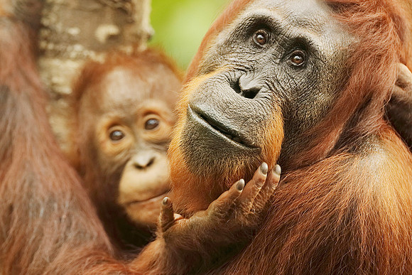 Female Orangutan With Baby