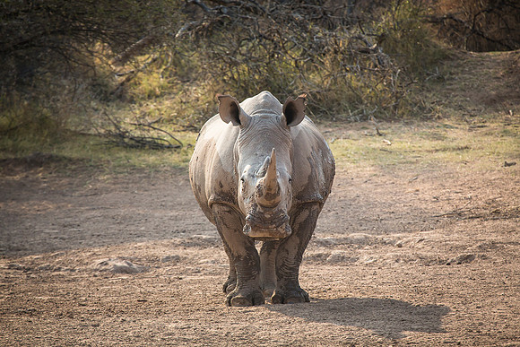 South Africa