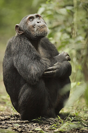 Chimpanzee Sitting In Kibale National Park, Uganda