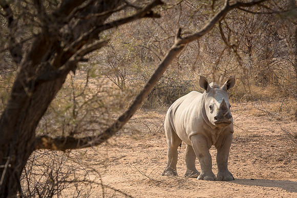 South Africa