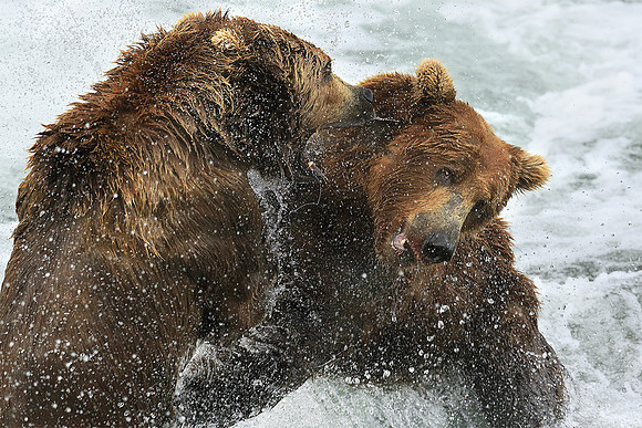 Kodiak Bears Tussle In Brooks River, Katmai, Alaska, USA