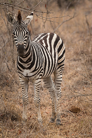 South Africa