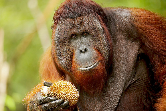 Alpha Male Bornean Orangutan