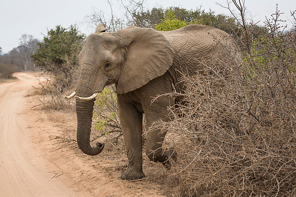 South Africa