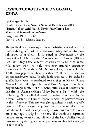 Saving The Rothschild's Giraffe, Kenya