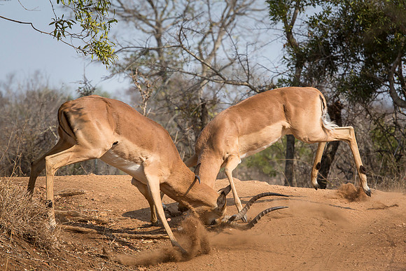South Africa