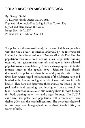 Polar Bear On Arctic Ice Pack, Arctic Ocean